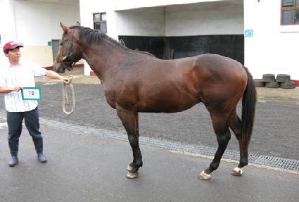 �¸������� ����