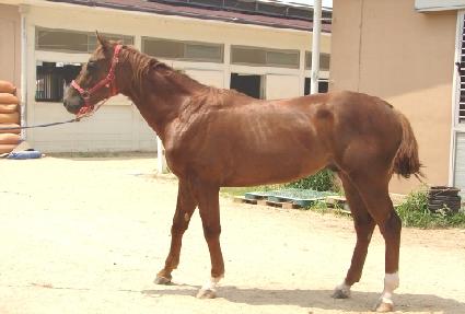 �ΰ�巡�� ����