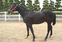 �系����� (SANAE DAEJANGBU) ����