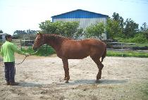 �ְ��ӵ� (CHOEGO SOKDO) ����