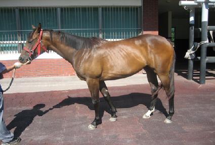 ��õ���罺 ����