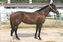 �μ���Ʈ (INCESSANT) ����