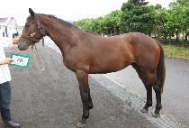 ���ǾƵ� (BICHUI ADEUL) ����