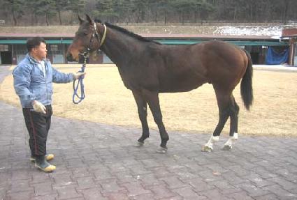 �����̾� ����