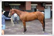 �������� (ENERTEIN) ����