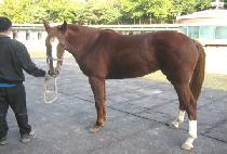 ������ (SAESAENGMYEONG) ����