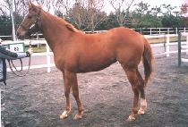 ���ο�� (SAEROUN YEONGUNG) ����