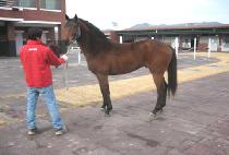 ��â���� (PYEONGCHANGJEIL) ����