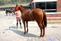 ������â (HAPPY PYEONGCHANG) ����