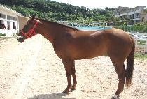 �Ŀ�Ǯ����ũ (POWERFUL SPARK) ����