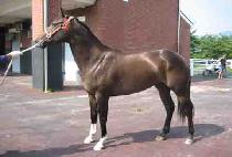 ���۽ŵ� (SUPER SINDONG) ����