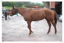 ���� (GOOD WILL) ����