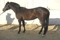 ����ī�� (BLUE CARPET) ����