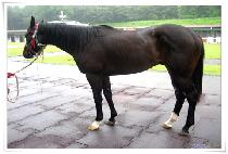 ���ر�� (DONGHAE GISANG) ����