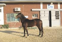 õ���� (CHEONNYEON GISANG) ����