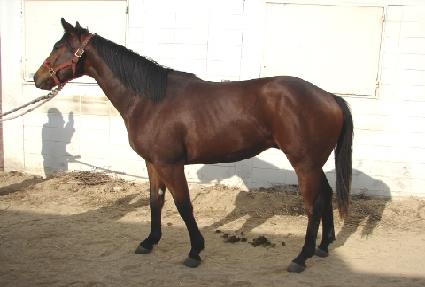 ���ǰ��� ����