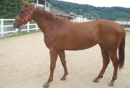 �ֶ��Ƽ ����