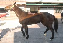 Ȳ�ҹٶ� (HWANGSO BARAM) ����