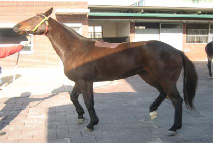 Ȳ�ҹٶ� ����