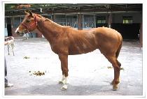 ö���� (CHEOLGAMYEON) ����