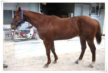 �ڸ���Ư�� ����