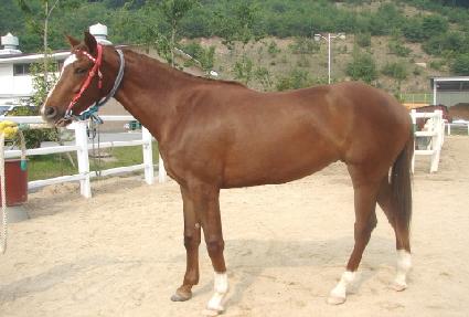 Ŀ�༨�� ����