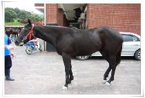 �������� (BEONGAEMORI) ����