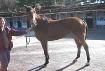 ����Ŭ�� (OROCLASS) ����