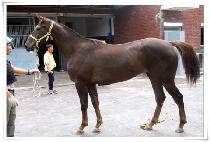 ������������ (DEVILISH WIND) ����