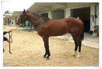 ���ϸ��� (WHILE LEAD) ����