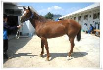 ��������� (MODERN FIGHTER) ����