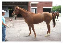 ��ĸƾ (GOOD CAPTIN) ����