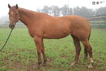 ������ (WANGJUJAK) ����