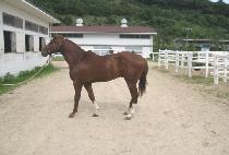 �´����̽� (GOOD NEW NICE) ����