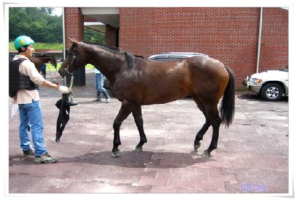 ���ƽ� ����