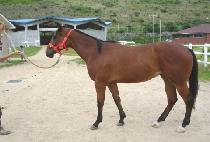 ��ũ�����̽� (SECRET ACE) ����