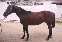 ȭ������ (HWARANG MUGONG) ����