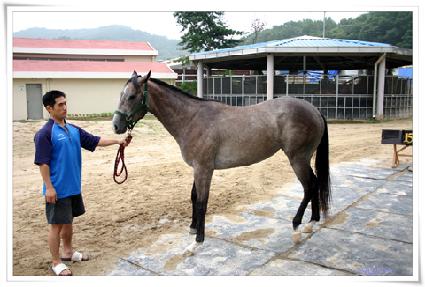 �޻츶�� ����