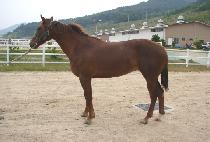 �ȵ��ְ� (PALDO CHOEGANG) ����