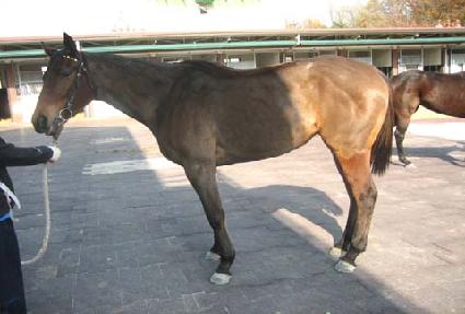 �������� ����