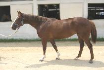 �ް��������� (MEGA PRINCESS) ����