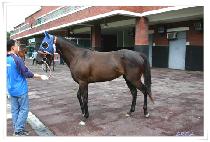 �Ƹ��� (ARIRANG) ����