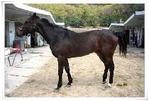 ��õ�� (BICHEONGEOM) ����