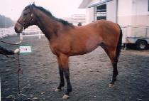 ��ȣ�屺 (GANGHO JANGGUN) ����