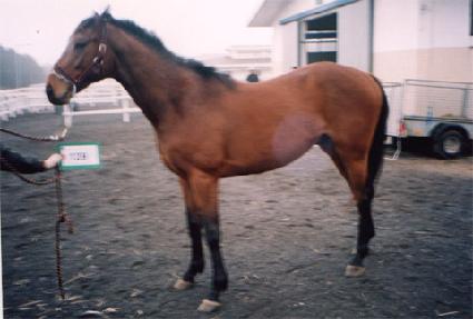 ��ȣ�屺 ����