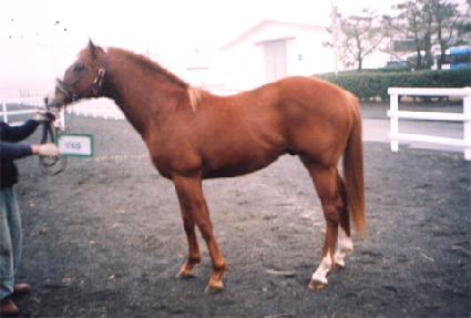 ���������� ����