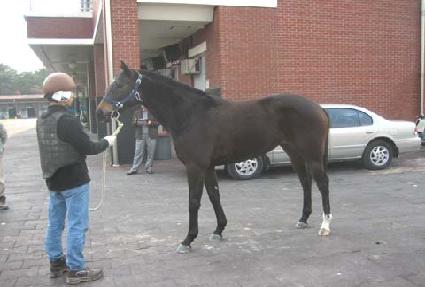 ���������� ����