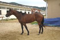 ����Ư�� (GALSAEK TEUKGEUP) ����