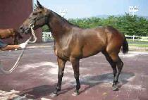 ����ȯȣ (MEOTJIN HWANHO) ����