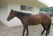 ���̼��� (LICENSE) ����